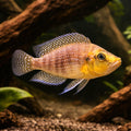 Mutondwe Compressiceps - Moderate Care | UK (Altolamprologus compressiceps) — Add the rare Mutondwe Compressiceps to your…