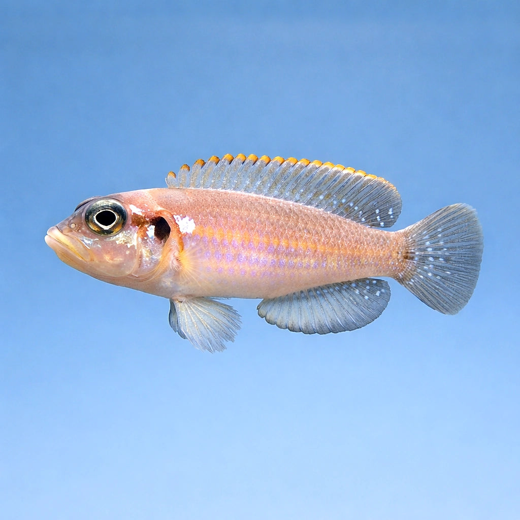 Ocellated Shelldweller — Ocellated Shell-Dweller - UK (Lamprologus ocellatus) — A fascinating shell-dwelling cichlid with…