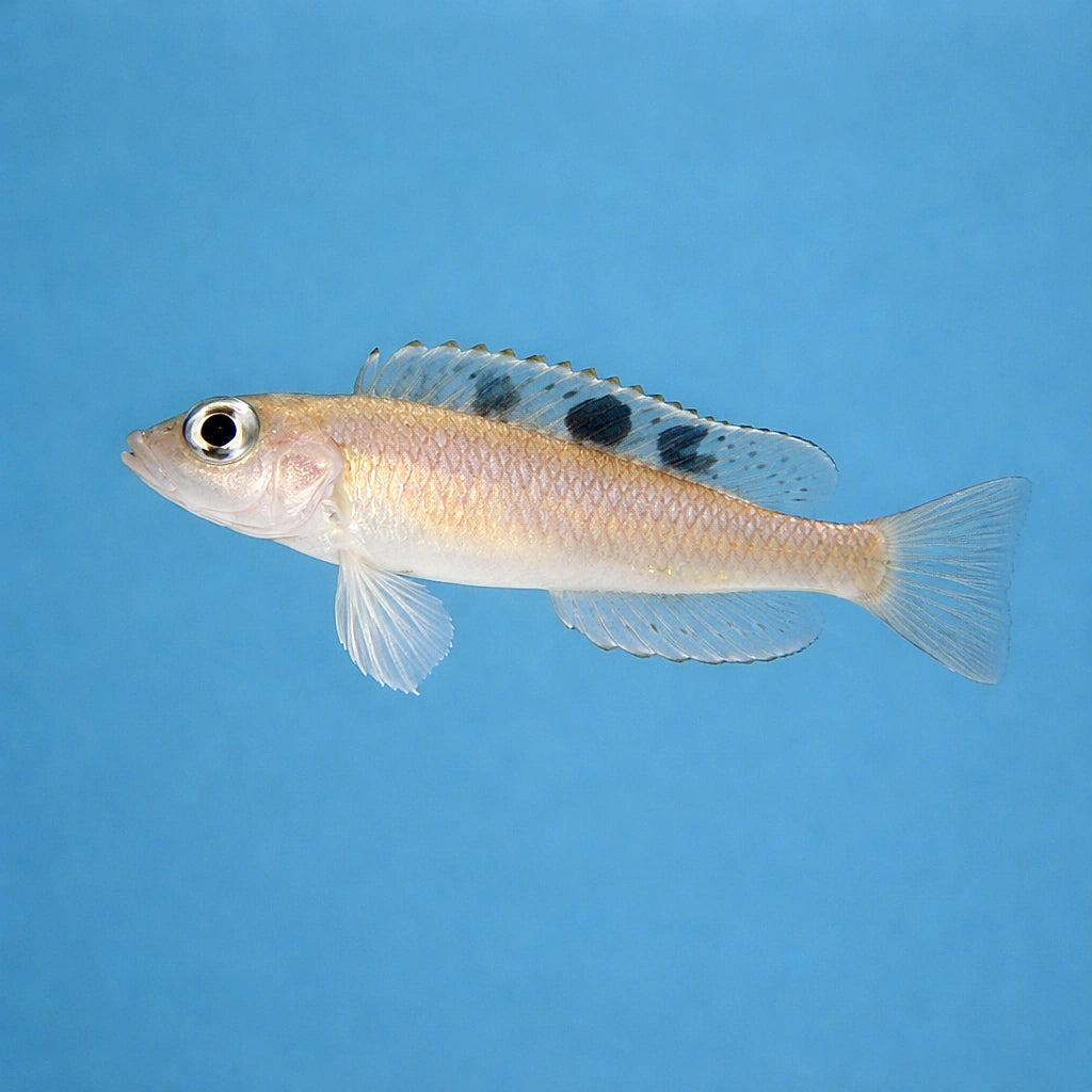 Ocellated Shell-Dweller - Tropical Fish for Sale UK (Lamprologus kungweensis) — Striking Ocellated Shell-Dweller for — side…