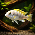 Pearly Cichlid (Labidochromis sp.) - UK (Labidochromis sp. Perlmutt) — Add a striking Pearly Cichlid to your tank — hero…