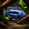 Pseudotropheus cyaneorhabdos (Maingano Cichlid) - UK (Pseudotropheus cyaneorhabdos) — Striking Maingano cichlid with vivid…
