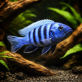 Pseudotropheus kingsizei 'Blue Gold' - UK (Pseudotropheus sp. 'Kingsizei') — Add striking Blue Gold Malawi cichlid colour to…