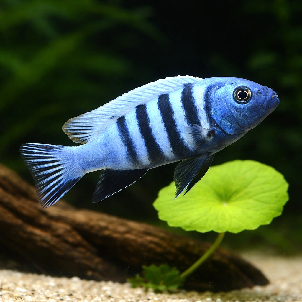 Pseudotropheus kingsizei 'Blue Gold' - UK (Pseudotropheus sp. 'Kingsizei') — Add striking Blue Gold Malawi cichlid colour to…