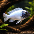 Pseudotropheus polit - Moderate Care | UK (Pseudotropheus polit) — Buy Pseudotropheus polit, a bold moderate-care Malawi…