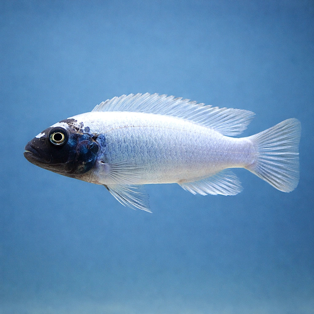Pseudotropheus polit - Moderate Care | UK (Pseudotropheus polit) — Buy Pseudotropheus polit, a bold moderate-care Malawi…