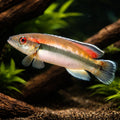 tropical fish for sale UK — South American Cichlids for sale UK — AI hero driftwood view