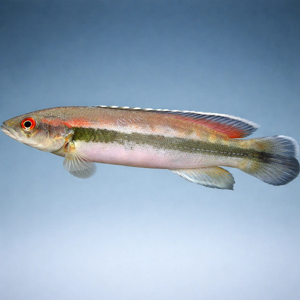 tropical fish for sale UK — South American Cichlids for sale UK — AI side clean view