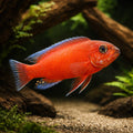 Red-Top Cichlid, Trewavas' — Red Trewavas' Cichlid - UK (Labeotropheus trewavasae) — Add a striking Red Trewavas' Cichlid to…