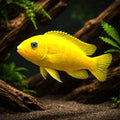 Saulosi Dwarf Mbuna Cichlid - Moderate Care | UK (Chindongo saulosi) — Bright and active Saulosi Dwarf Mbuna Cichlid, ideal…