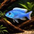 Sciaenochromis fryeri (Electric Blue Hap) - UK (Sciaenochromis fryeri) — A vivid Electric Blue Hap cichlid with bold colour…