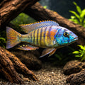 Haplochromis sp. Ch 44 Pundamilla Lake Victoria Cichlid - UK (Haplochromis sp. 'CH44') — Stunning Haplochromis sp — hero…