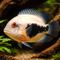 Uaru Cichlid (Uaru) - UK (Uaru amphiacanthoides) — Add the elegant Uaru cichlid to your aquarium for a calm, planted-tank…