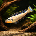 Utinta Black-Chinned Xenotilapia - Tropical Fish for Sale UK (Enantiopus melanogenys) — Buy Utinta Black-Chinned — hero…