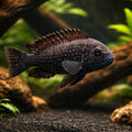 Duboisi, White-Spotted Cichlid — White-Spotted Cichlid (Tropheus duboisi) - UK (Tropheus duboisi) — Striking White-Spotted…