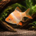 Albino Tiger Barb - Tropical Fish for Sale UK (Puntigrus tetrazona var. albino) — Add striking Albino Tiger Barbs to your…