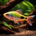 Mahecola Barbs - Puntius Mahecola - Barbus Mahecola - Cyprinid Fish, Stunning Tropical Fish for Beginners, Perfect Schooling…