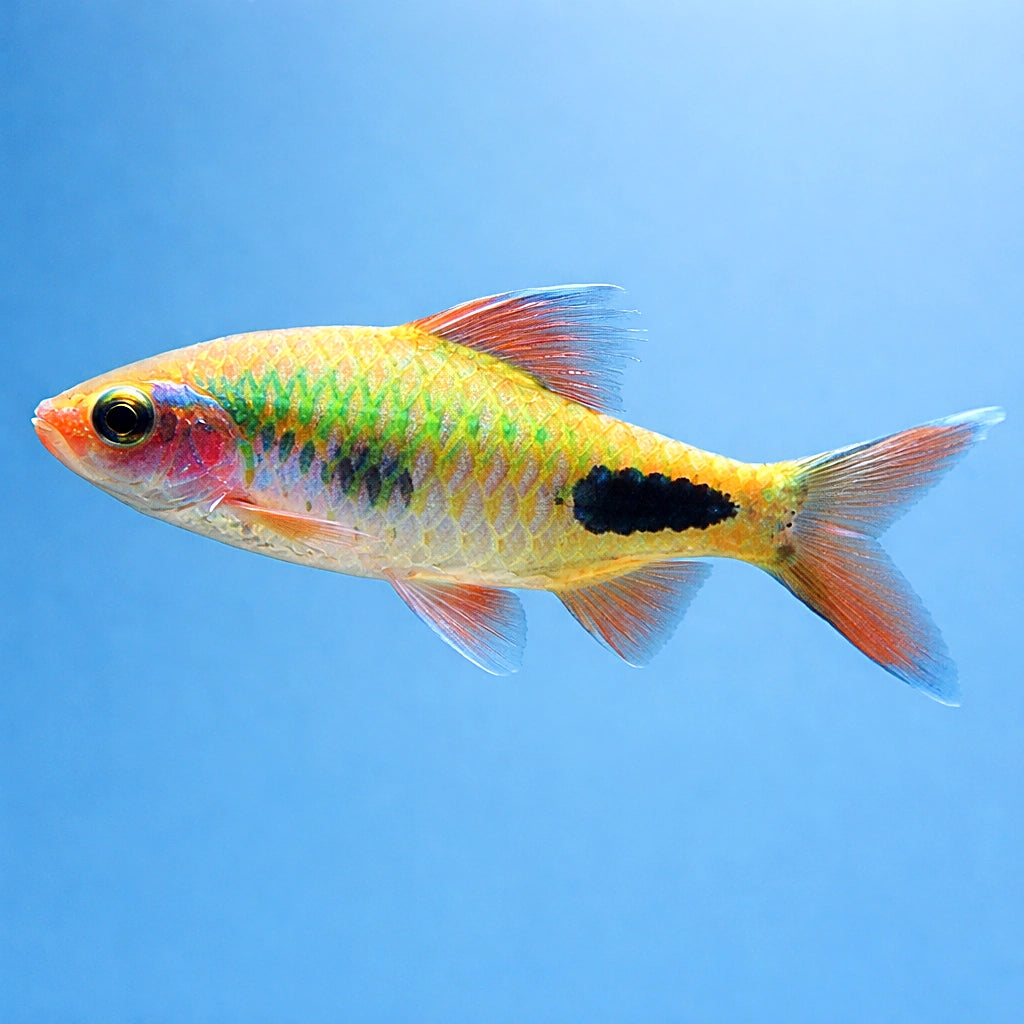 Mahecola Barbs - Puntius Mahecola - Barbus Mahecola - Cyprinid Fish, Stunning Tropical Fish for Beginners, Perfect Schooling…