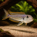 Xenotilapia Ochrogenys Karilani - Peaceful Tropical Fish UK (Xenotilapia ochrogenys) — A striking and elegant Xenotilapia…