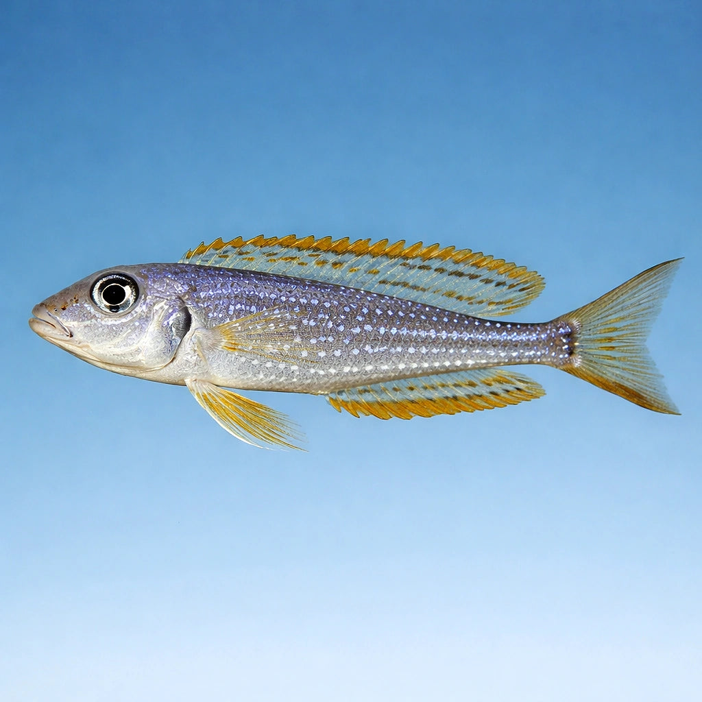 Xenotilapia Ochrogenys Karilani - Peaceful Tropical Fish UK (Xenotilapia ochrogenys) — A striking and elegant Xenotilapia…
