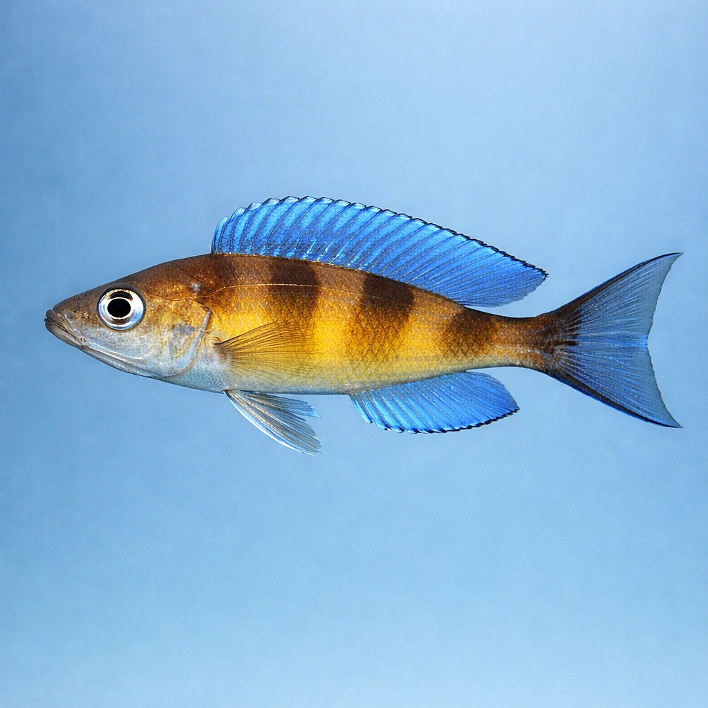 Zonatus Cichlid - UK (Cyprichromis zonatus) — Add a bold Zonatus Cichlid to your aquarium — side clean