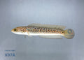  — tropical fish for sale UK