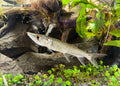 — tropical fish for sale UK