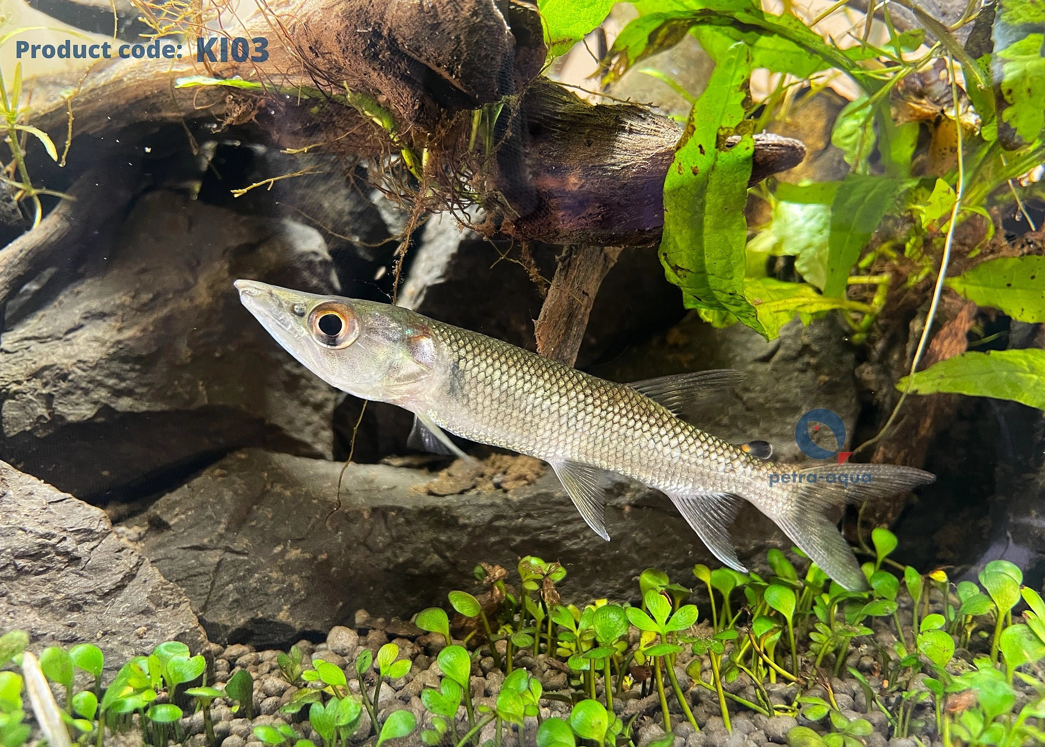  — tropical fish for sale UK