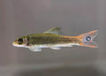  — tropical fish for sale UK