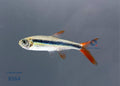  — tropical fish for sale UK
