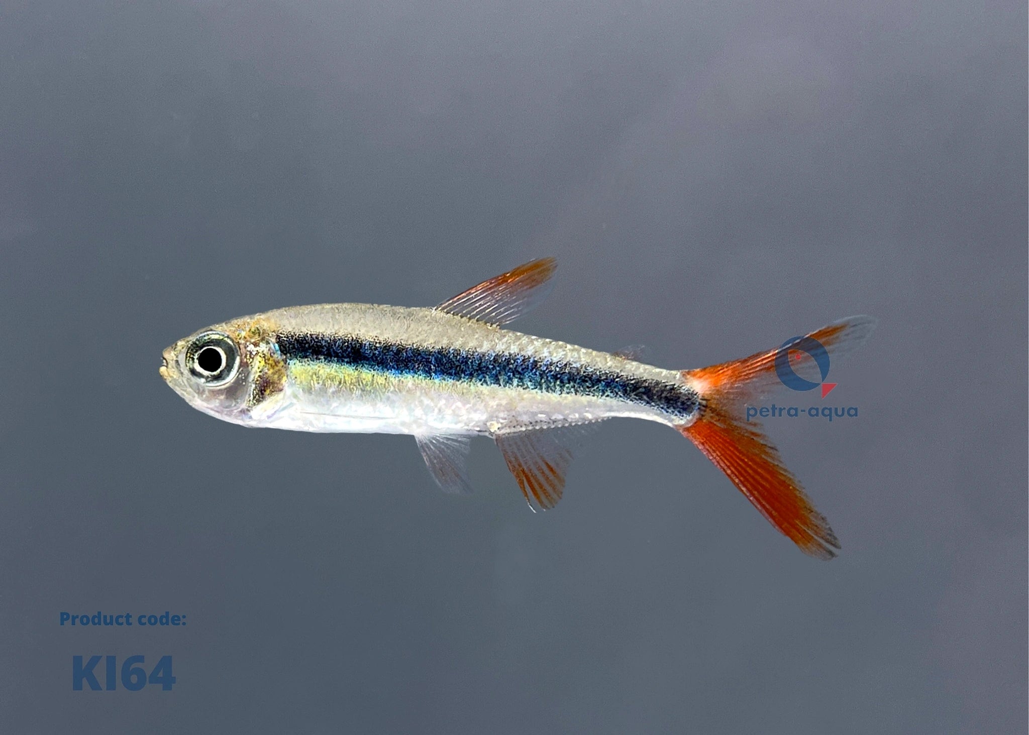  — tropical fish for sale UK