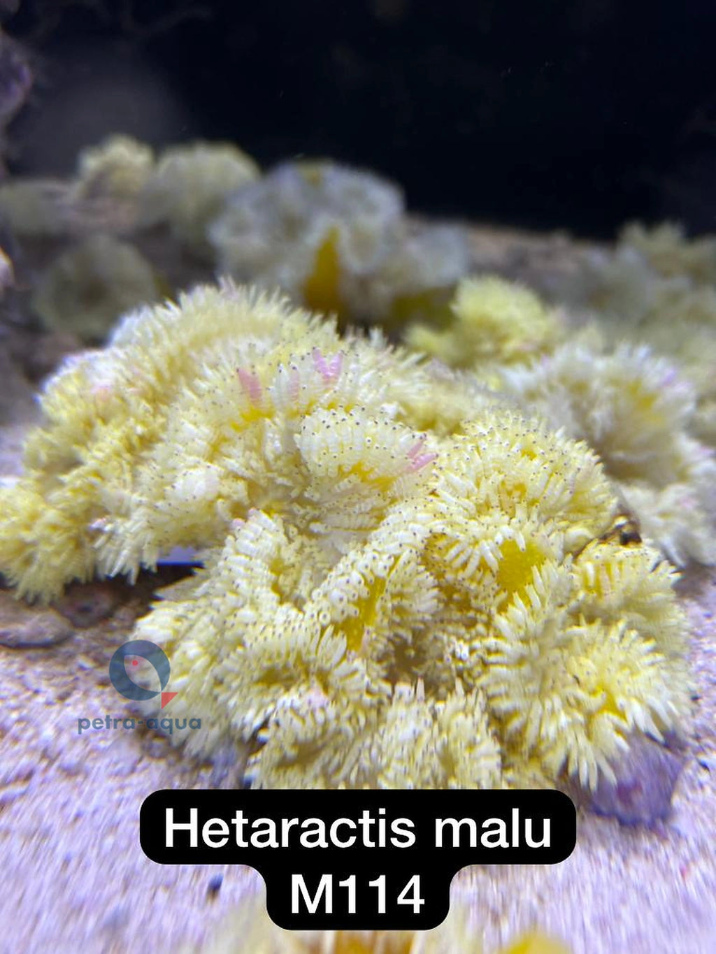  — tropical fish for sale UK