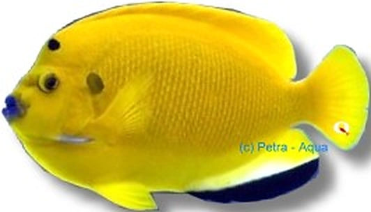 — tropical fish for sale UK