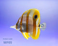  — tropical fish for sale UK