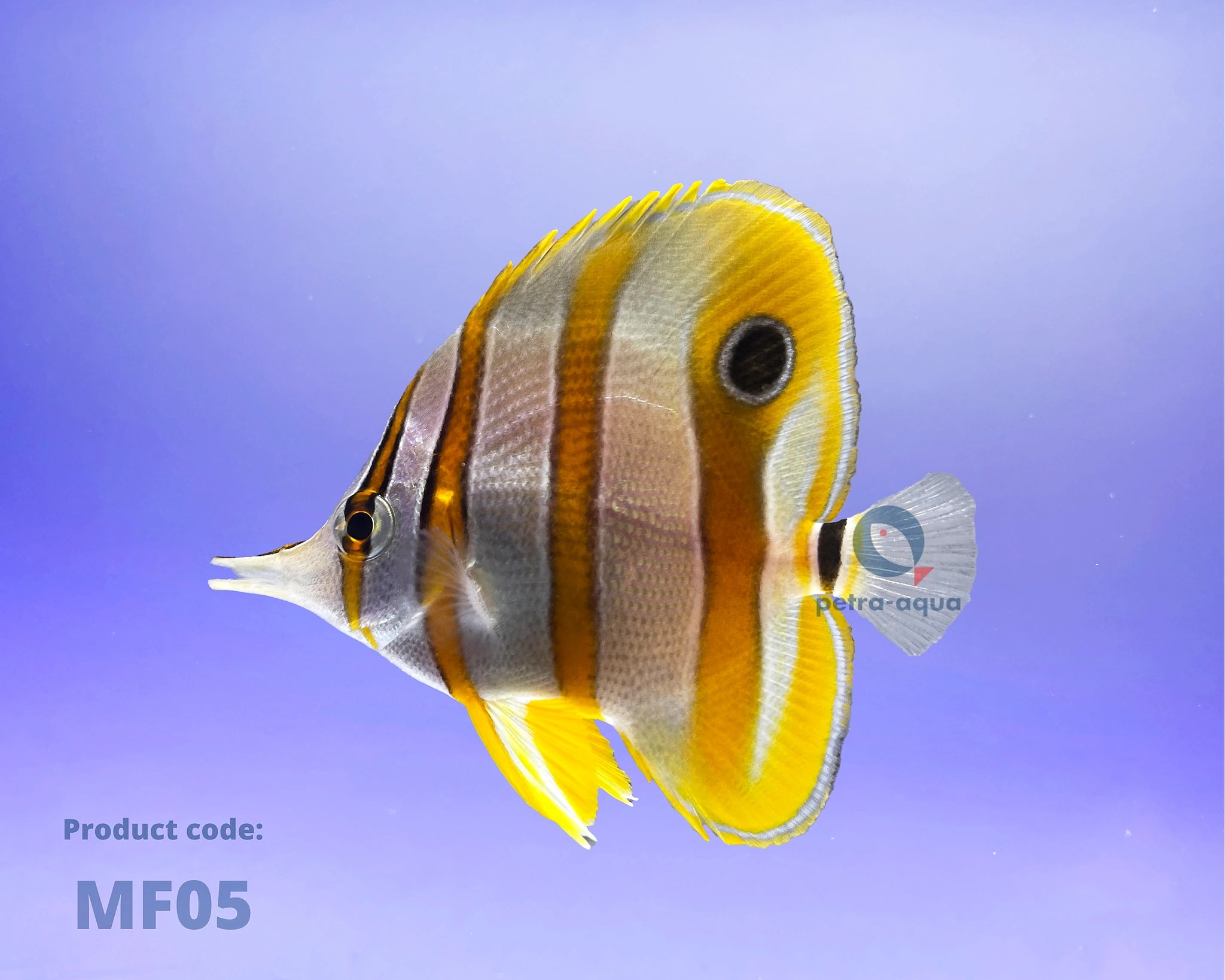  — tropical fish for sale UK