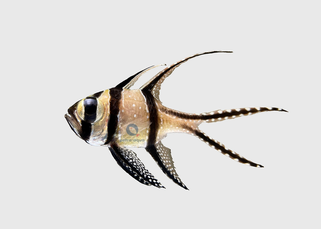  — tropical fish for sale UK