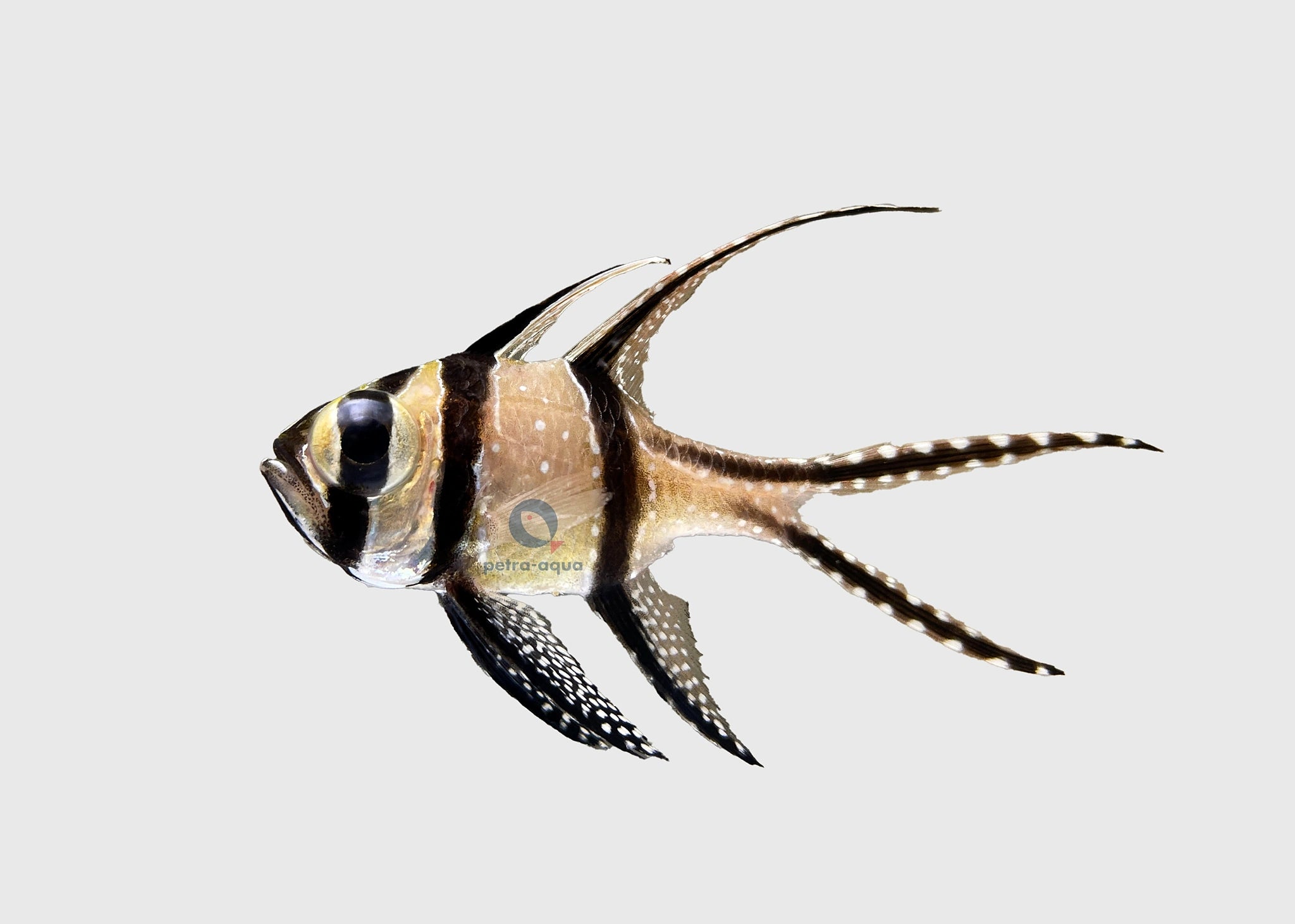  — tropical fish for sale UK