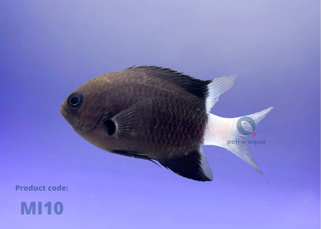  — tropical fish for sale UK