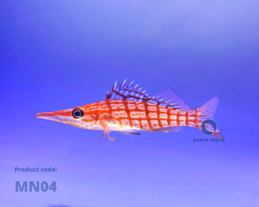  — tropical fish for sale UK