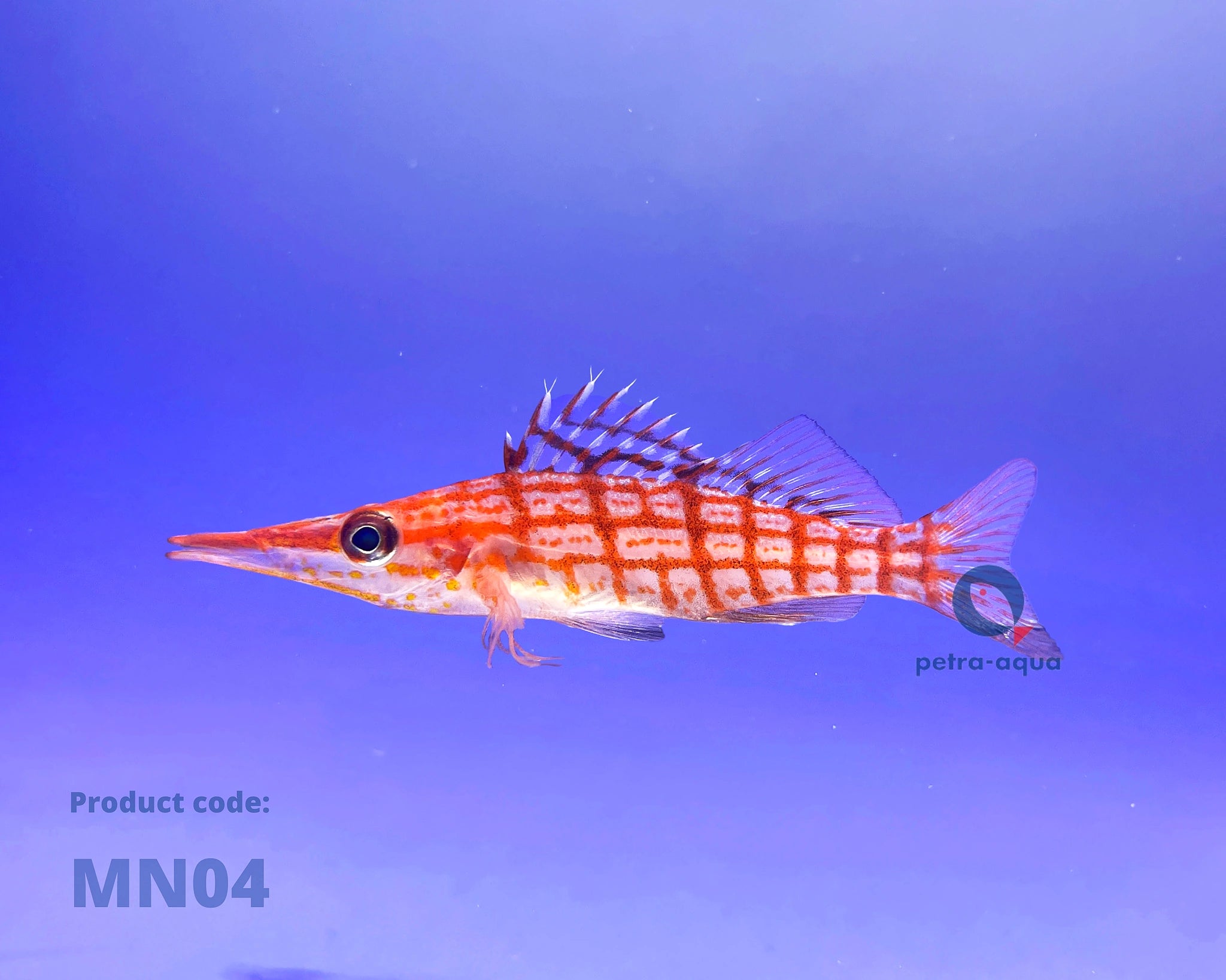  — tropical fish for sale UK