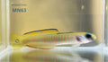  — tropical fish for sale UK
