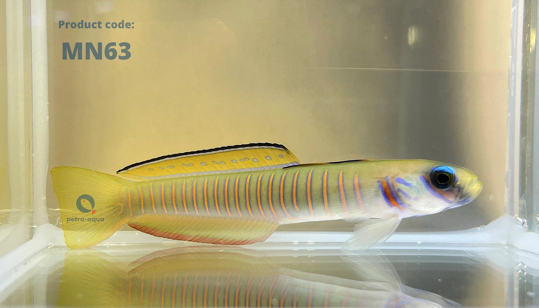  — tropical fish for sale UK