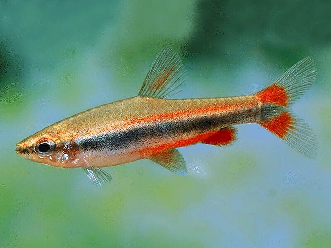 Red Golden Pencilfish - Nannostomus Beckfordi «Red» - South America, Easy Care Tropical Fish for New Aquarists, Create a…