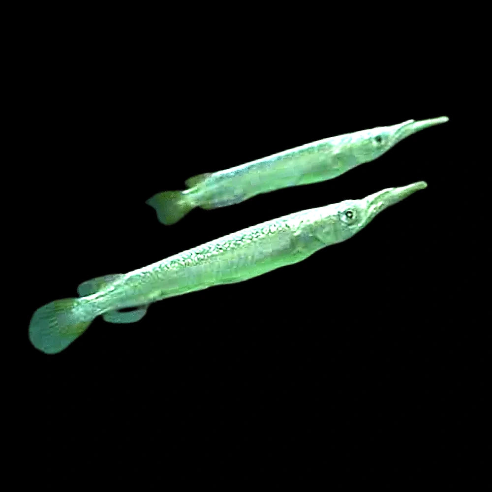Wrestling white halfbeak — White Wrestling Halfbeak (Dermogenys pusilla) - UK (Dermogenys pusilla) — Add the White Wrestling…