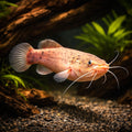 tropical fish UK — African Catfish for sale UK — AI hero driftwood view
