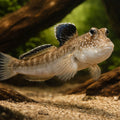 Atlantic Mudskipper - Tropical Fish UK (Periophthalmus barbarus) — A striking Atlantic Mudskipper for brackish aquariums and…