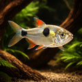 Bucktooth Tetra (Exodon paradoxus) - UK (Exodon paradoxus) — Striking Bucktooth Tetra with bold schooling behaviour and…