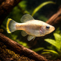 Butterfly Splitfin (Xenotoca / Neotoca spp.) - UK — Buy Butterfly Splitfin, a striking moderate-care livebearer for planted…