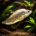 Clown Knifefish (Chitala chitala / Notopterus chitala) - UK (Chitala chitala) — Add a striking Clown Knifefish to your…