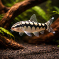 Dwarf Chain Loach - Tropical Fish UK (Ambastaia sidthimunki) — Add character to your aquarium with Dwarf Chain Loach, a…