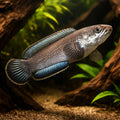 Channa Gachua Assam Dwarf Snakehead (Channa gachua) - UK (Channa gachua) — Stunning Channa gachua Assam dwarf snakehead with…
